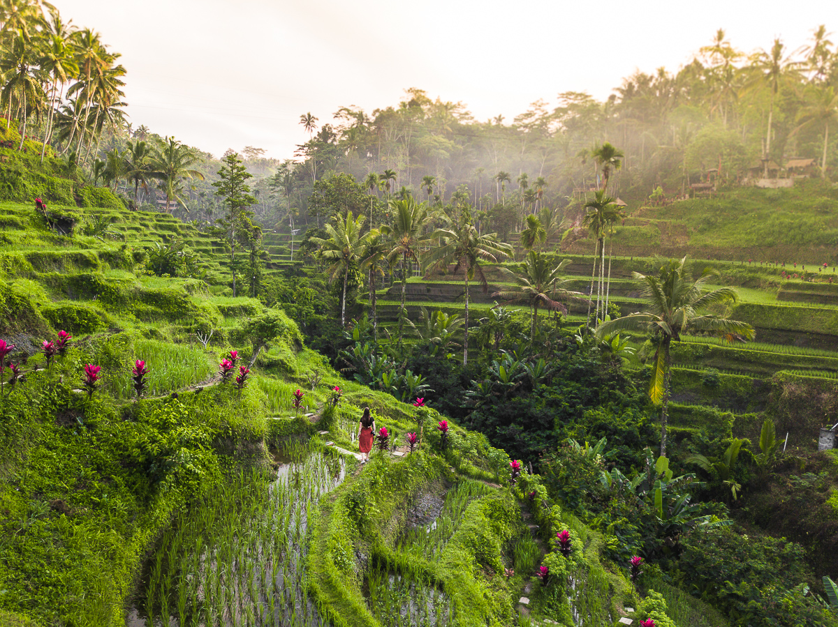 Tour e biglietti per Tegalalang Rice Terrace